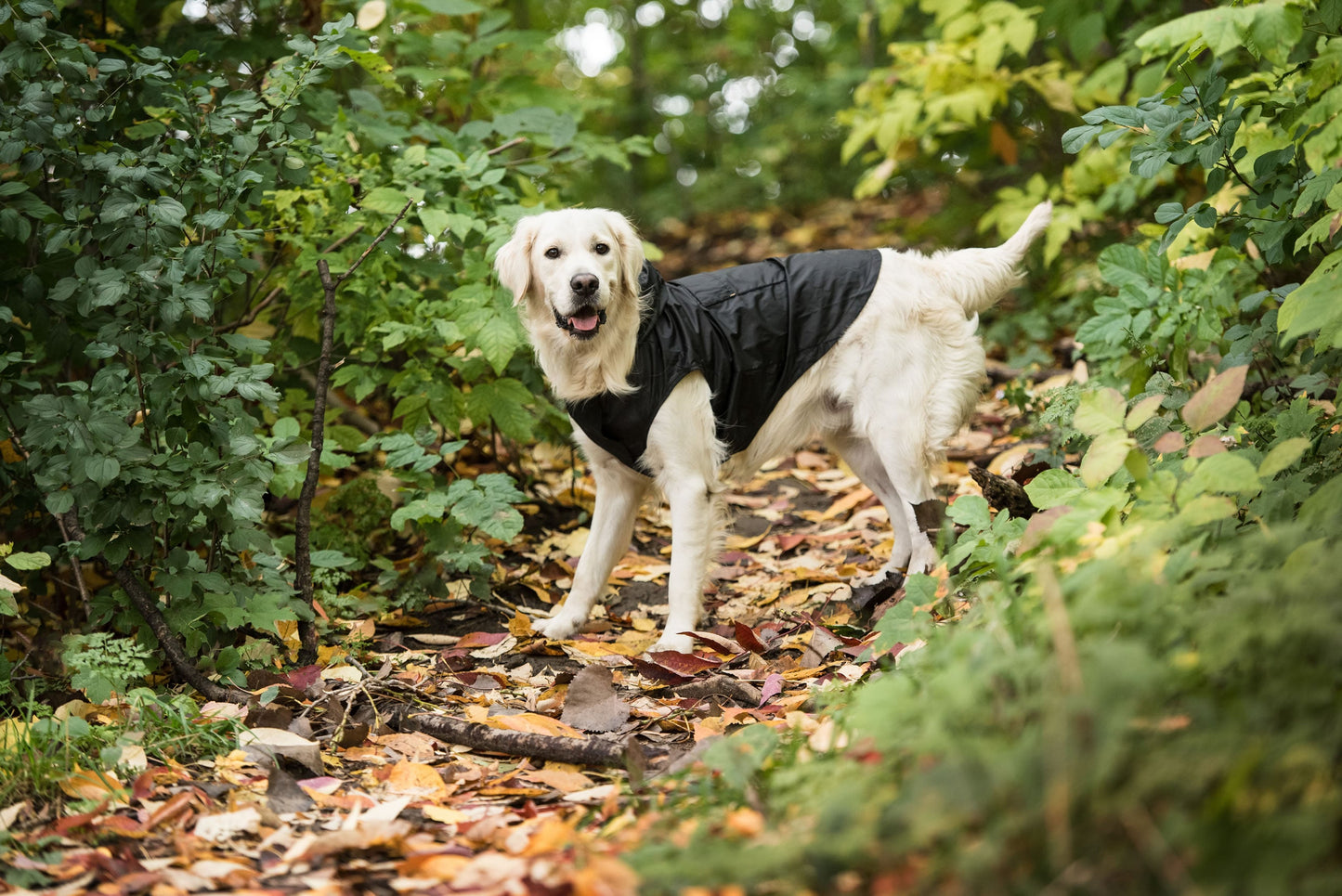 US Army Packable Dog Raincoat - Black*