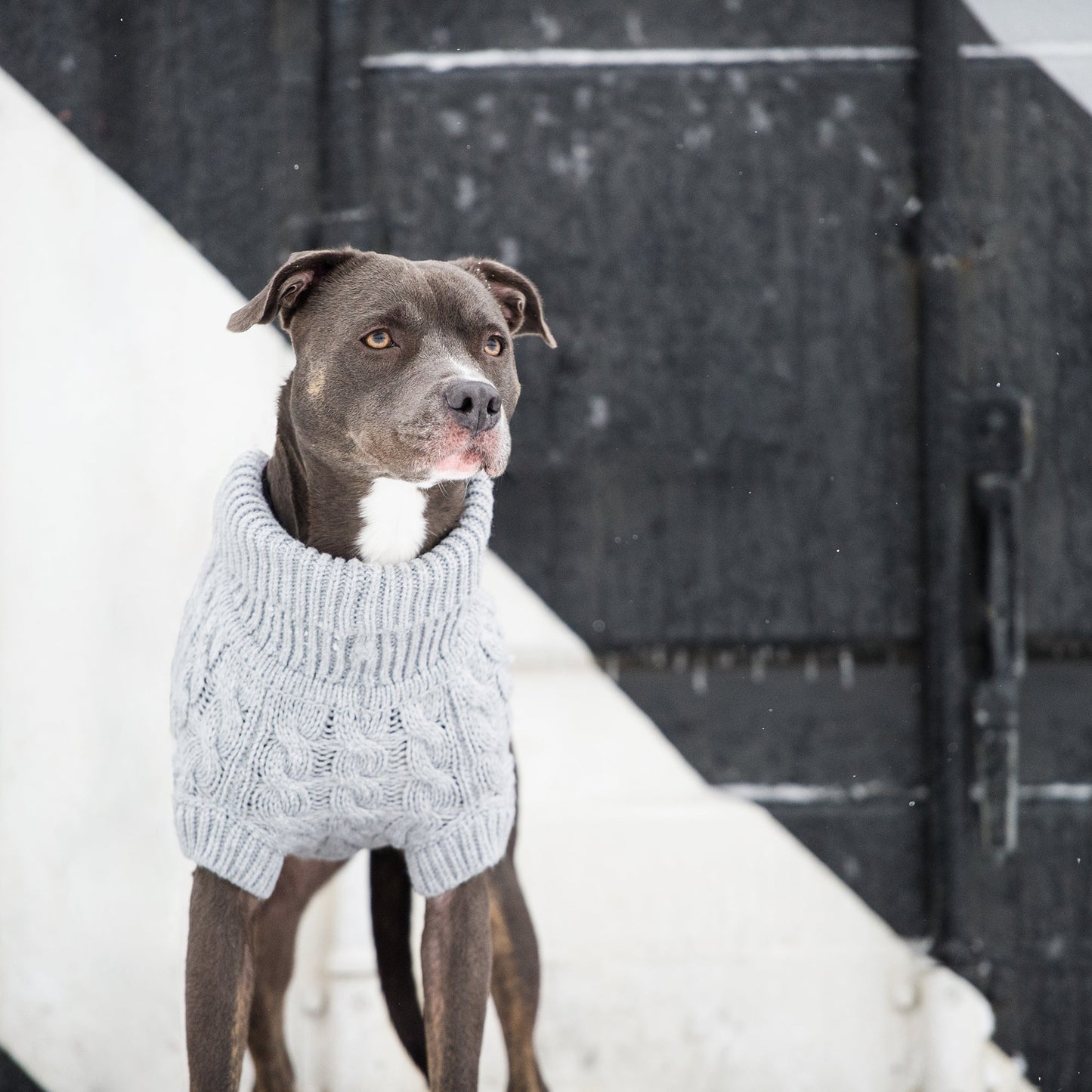 Chalet Dog Sweater - Grey*