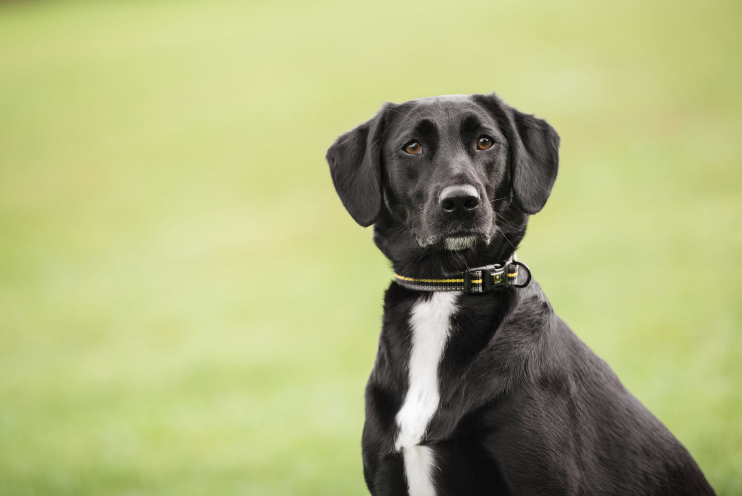 US Army Dog Collar - Dark Camo* Reflective Pet Collar